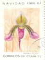 Cypripedium eurylochus