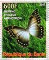Morpho theseus amphotrion