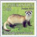 Steppe Polecat (Mustela eversmanni)