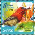 Crimson Sunbird - Aethopyga siparaja