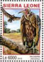 Hooded Vulture - Necrosyrtes monachus