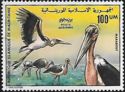 Marabou Stork (Leptoptilos crumenifer)