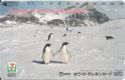 Penguin 7 ELEVEN Thought of the earth today? 6805