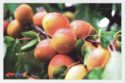 Armenian Ripe apricots