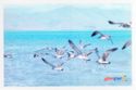 Gull's on Lake Sevan