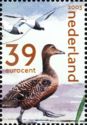 Eider Duck (Somateria mollissima)
