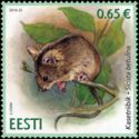 Northern Birch Mouse (Sicista betulina) 