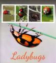 Ladybugs