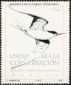 Elegant Tern (Sterna elegans)
