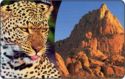 Tiere Afrikas 1 - Der Leopard