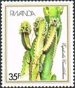 Euphorbia candelabrum