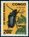 Coffee Beetle (Acanthophorus scolytes)