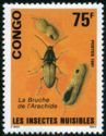 Bean Weevil (Acanthoscelides obtecus)