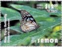 Blue Tiger Butterfly (Tirumala limniace)