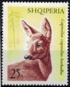 Western Roe Deer (Capreolus capreolus)
