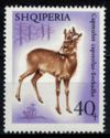 Western Roe Deer (Capreolus capreolus)
