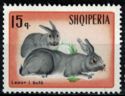 Domestic Rabbit (Oryctolagus cuniculus forma domestica)