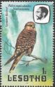 Greater Kestrel (Falco rupicoloides)