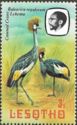 Crowned Crane (Balearica regulorum)