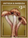 Shrooms (Psilocybe cubensis)