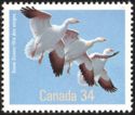 Snow Goose (Anser caerulescens) 