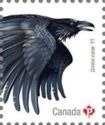 Common Raven (Corvus corax)