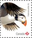 Atlantic Puffin (Fratercula arctica)