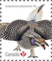 Sharp-tailed Grouse (Tympanuchus phasianellus)