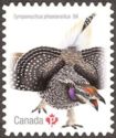 Sharp-tailed Grouse (Tympanuchus phasianellus)