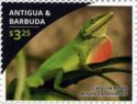 Carolina Anole (Anolis carolinensis)