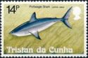 Porbeagle Shark (Lamna nasus)