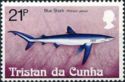 Blue Shark (Prionace glauca)