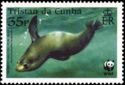 Subantarctic Fur Seal (Arctocephalus tropicalis)
