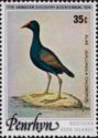 Common Gallinule (Gallinula chloropus)