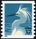 Snowy Egret (Egretta thula)