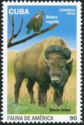 Ferruginous Hawk (Buteo regalis), American Bison (Bos bison)