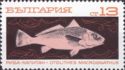 Croaker (Otolithes macroganathus)