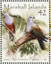 Micronesian Pigeon (Ducula oceanica)