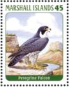Peregrine Falcon (Falco peregrinus)