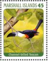 Channel-billed Toucan (Ramphastos vitellinus)