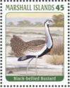 Black-bellied Bustard  (Lissotis melanogaster)