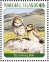 Burrowing Owl (Athene cunicularia)