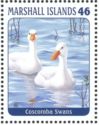 Coscoroba swan (Coscoroba coscoroba)