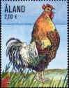 Hedemora Rooster (Gallus gallus domesticus)