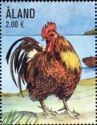 Hedemora Rooster (Gallus gallus domesticus)