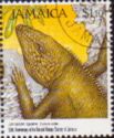 Jamaican Iguana (Cyclura collei)
