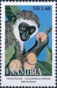 Vervet Monkey (Cercopithecus aethiops)