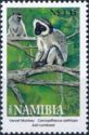 Vervet Monkey (Cercopithecus aethiops)