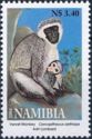 Vervet Monkey (Cercopithecus aethiops)