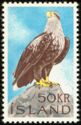 White-tailed Eagle (Haliaeetus albicilla)